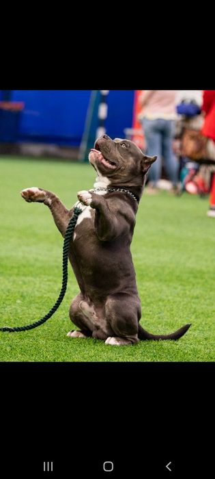 Предлагается к вязки