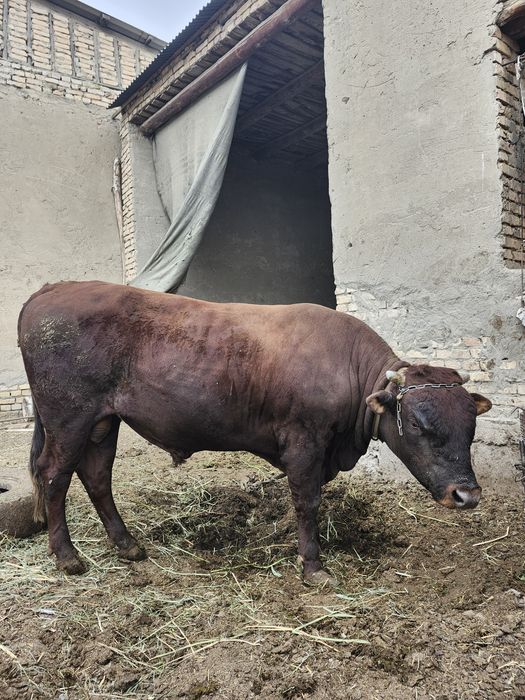 Molllar sotiladi