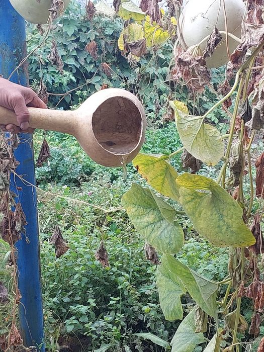 Срочно продам тыквы декоративные