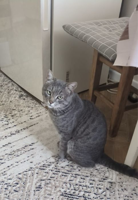 Пропал кот