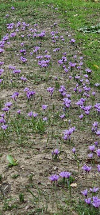 Bulbi de șofran /șofran pur