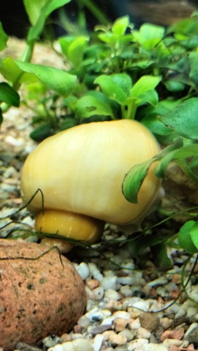 Улитка ампулярия