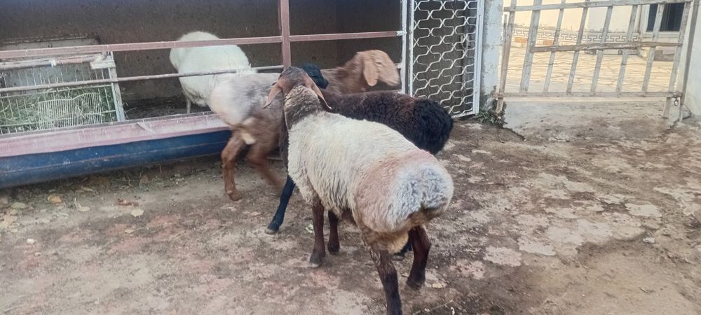 Кучкорлар сотилади