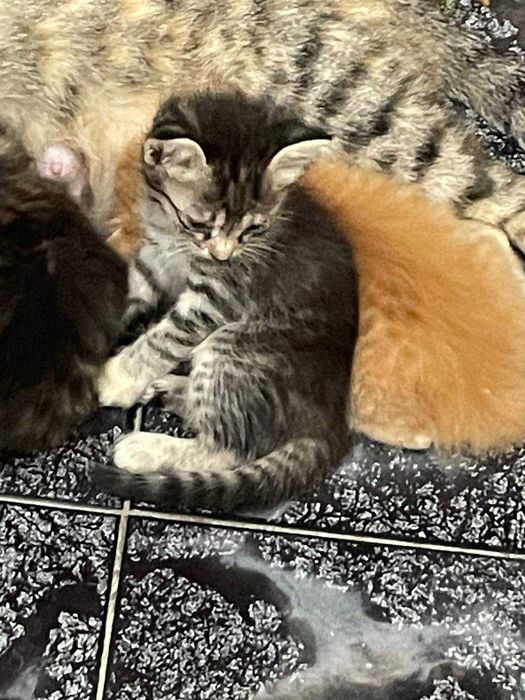 милые серые котята даром