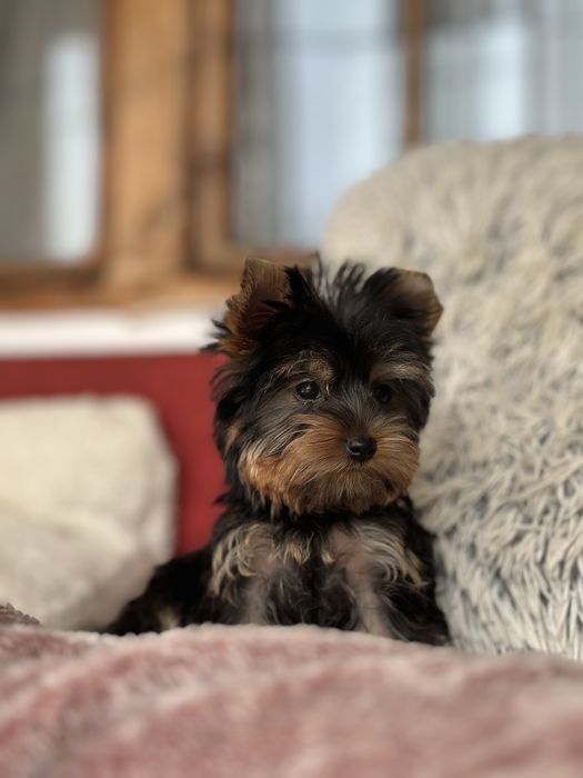 Femela Yorkshire Terrier Deosebita 3 luni