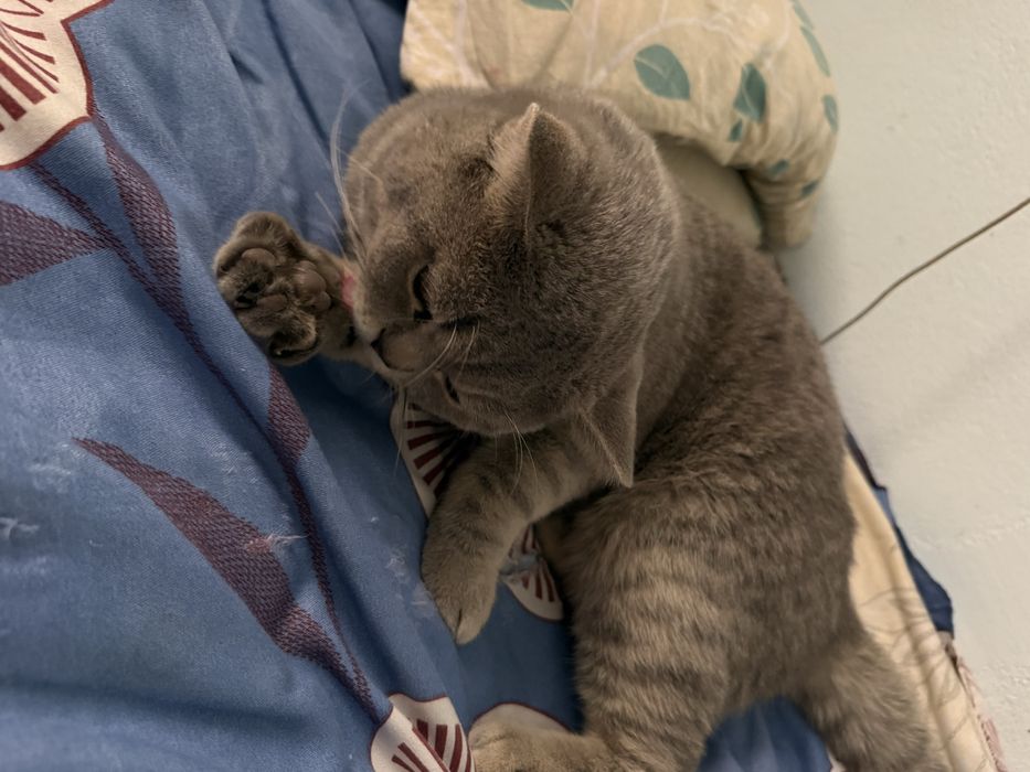 Mushuk scotish fold shatlantskiy fold