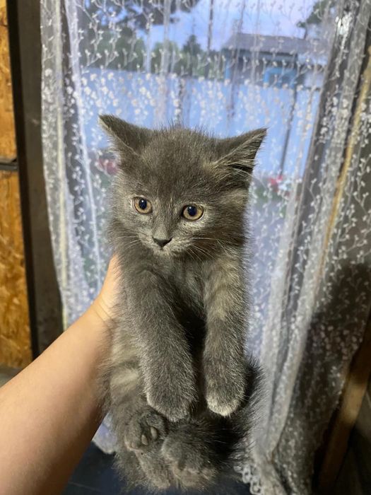 Отдам котят даром