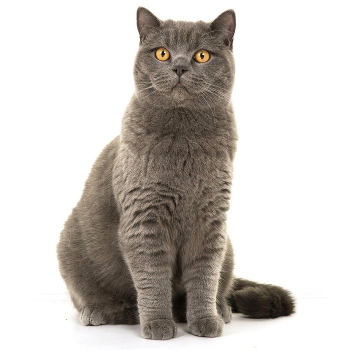 вязка British Shorthair