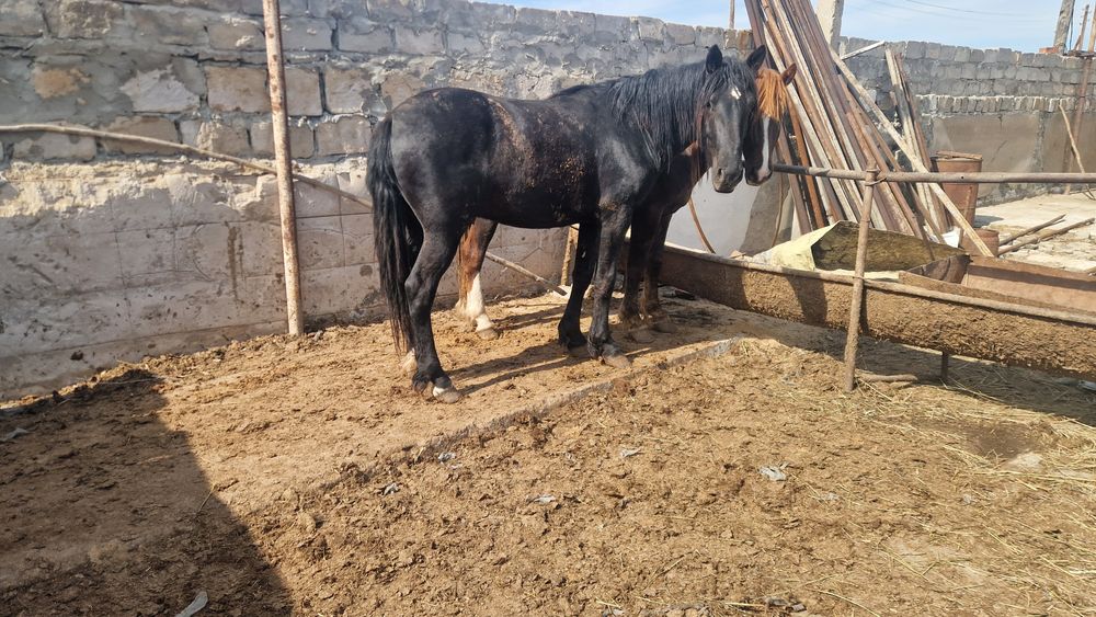Продам лошадей с откорма 2 гол.