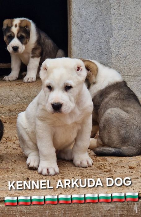 Средноазиатска овчарка