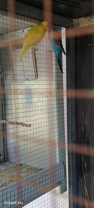 Valnistila sotiladi ishlagan parla