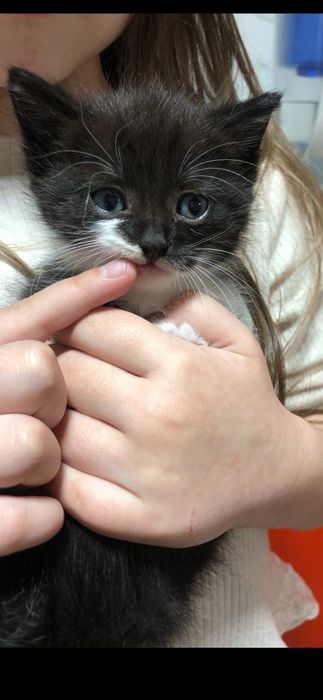 Котенок в добрые руки