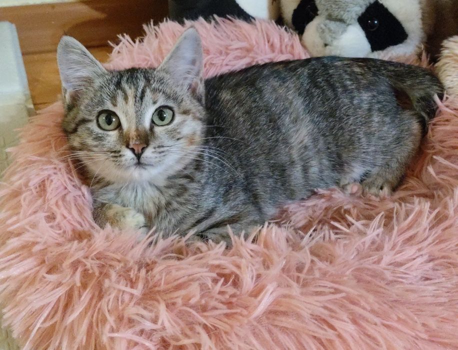 Отдадим кошку в добрые руки