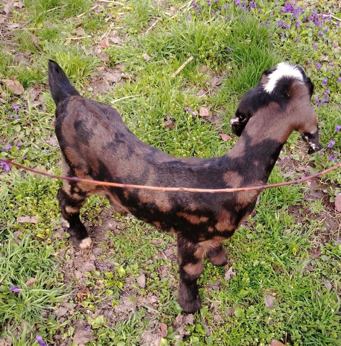 Козочки Нубийские