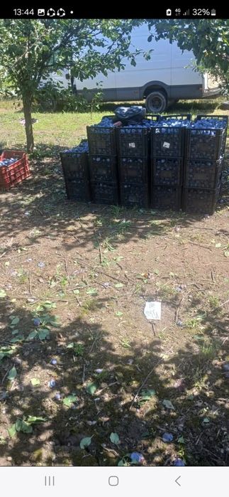 Prune coapte pentru țuică – calitate garantată