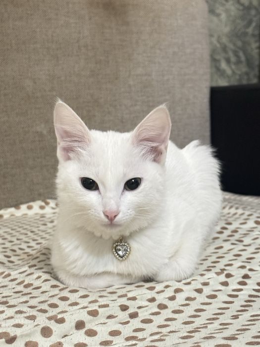 Очаровательная кошка ищет дом.