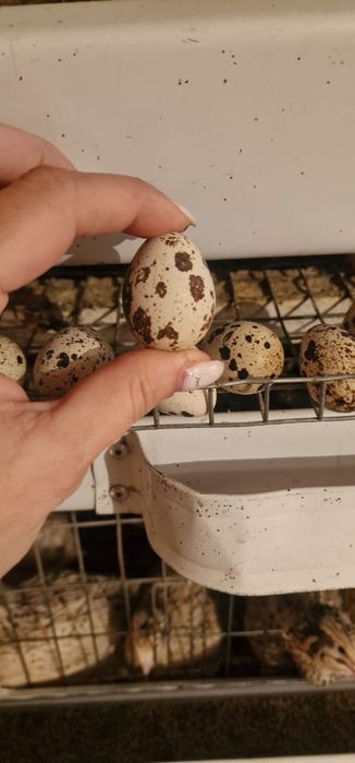 Продам перепелиные яица