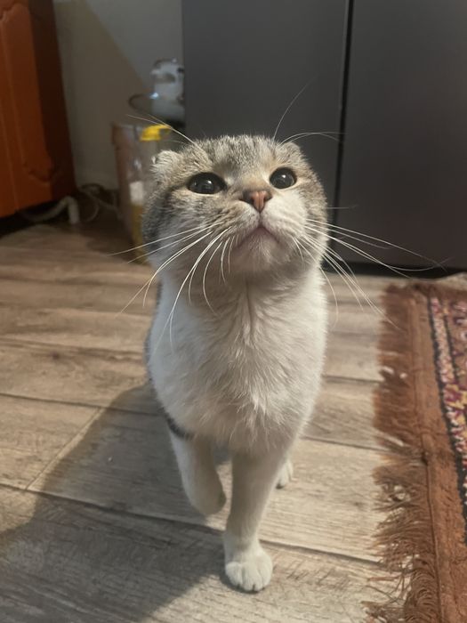 Шатланский кошка