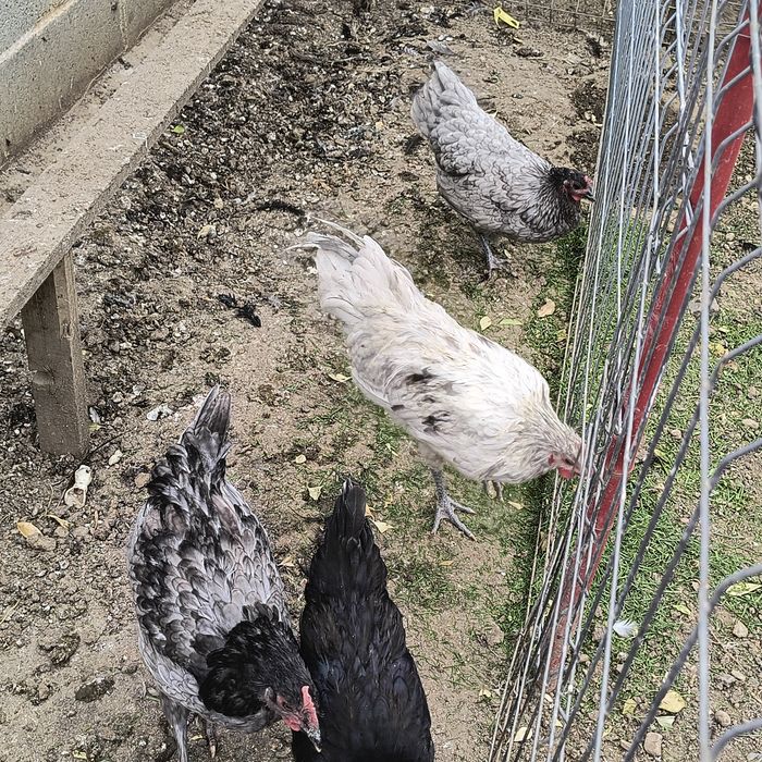 Pui de vânzare australop