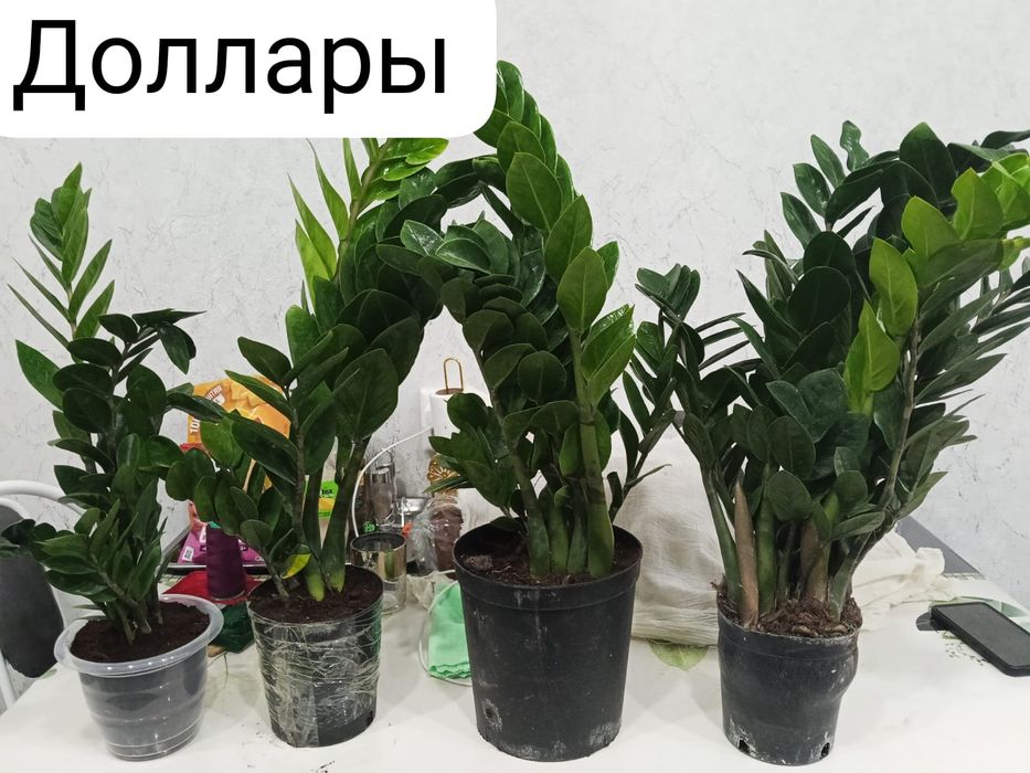 Домашние светы на продаж