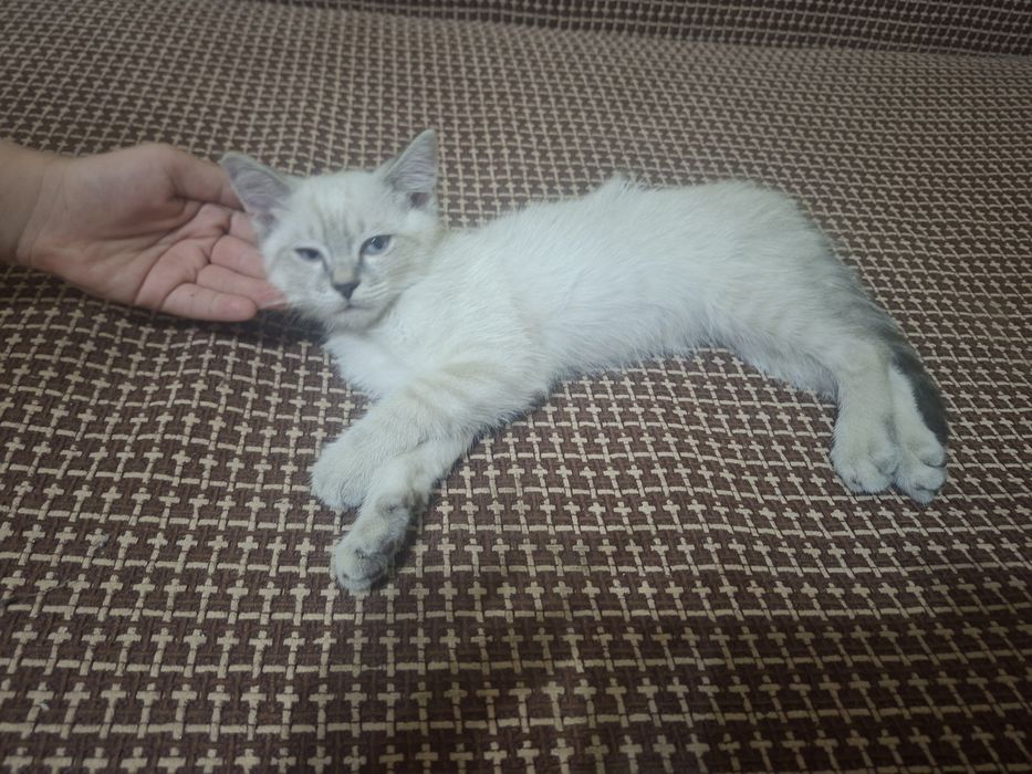 Домашние котята в заботливые,ласковые руки.