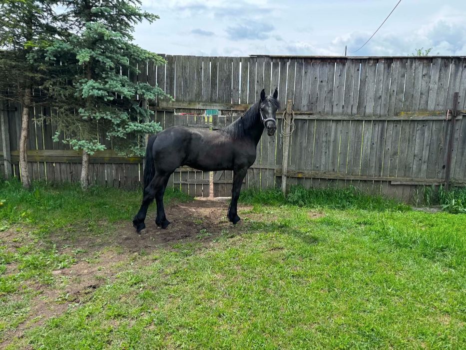 Manz frizian(frisian,friesian) 1 an si 2 luni