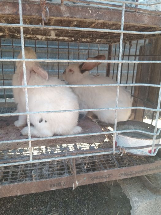 Продам кроликав продам