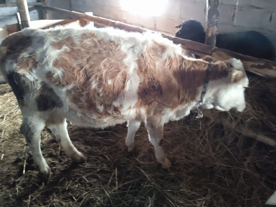 Продаётся  телка