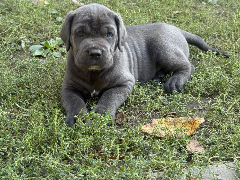 Pui Cane Corso.