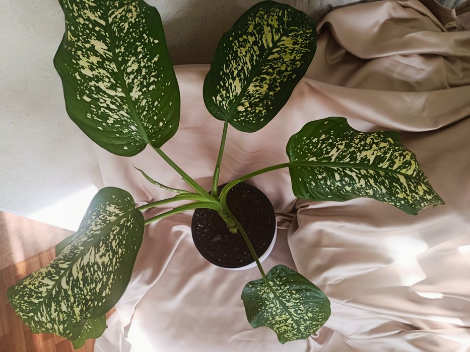 Диффенбахия цветок комнатный Каскелен