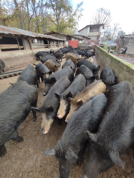 Прасета/прасенца всякакви килограми източнобалканска свиня
