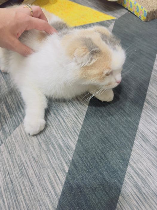 Вислоушка ищет дом!