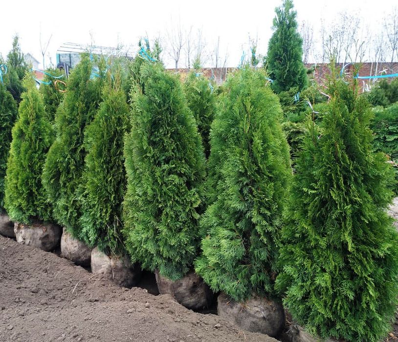 Арчалар кучатлари хар хил турдаги