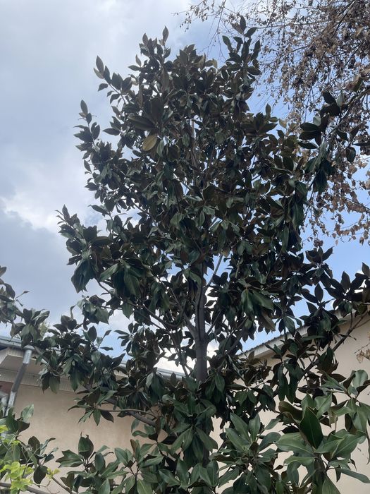 Magnolia grandfloria