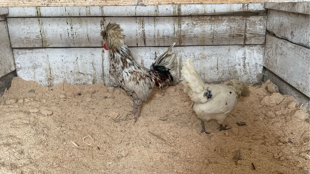 Ouă pentru incubat din rasele : Padaoană și Australorp .