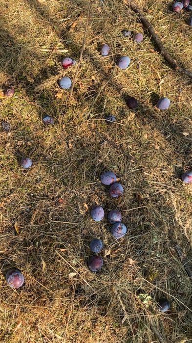 Prune pentru țuica