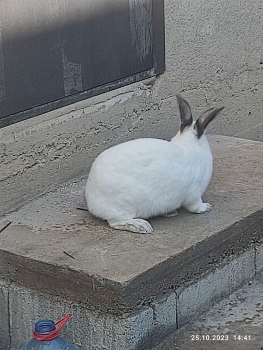 Продам кролик. Калифорния самка.