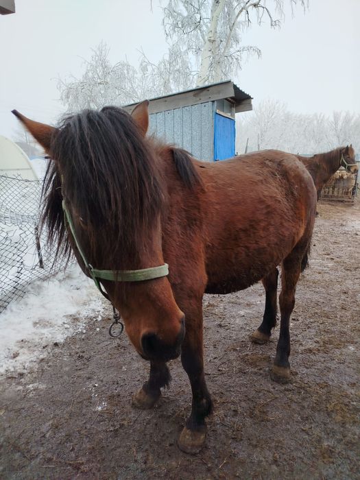 Продам лошадей домашних