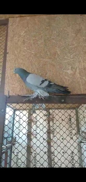 Сизый самец молодой на продажу