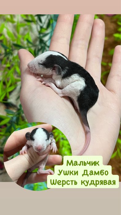 Крысята (крысы,крыса,крыски)