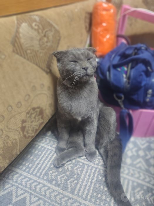 Нашли кота, найден кот