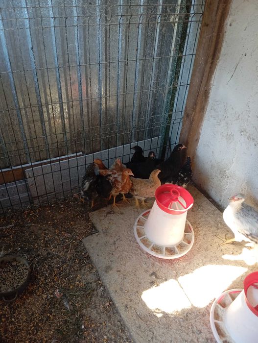 10 pui de 2 luni (Marans metis)