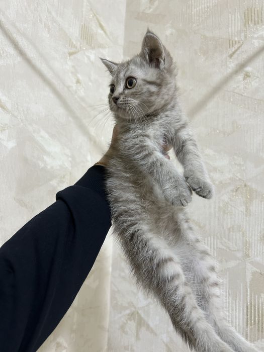 Scottish Straight Mushuk bolasi sotiladi