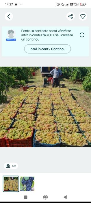 Vând struguri de vin alb și negru