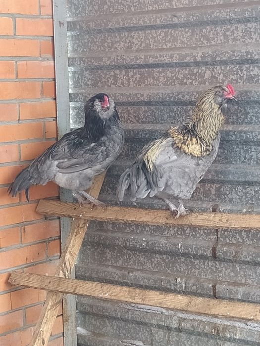 Продам петухов амераукано,брама.