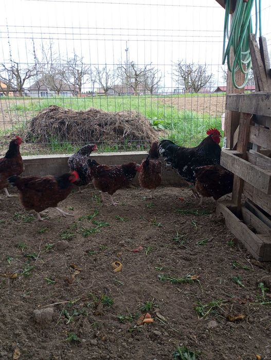 Găini, cocosi Sussex Portelan 2 familii