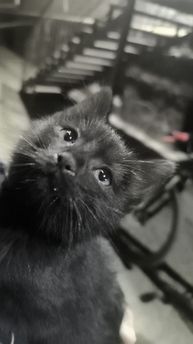 Отдам даром котёнка