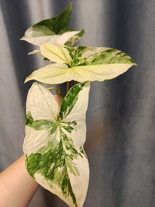 Сингониум Пинк в горшке с грунтом