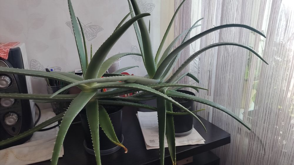 Алоэ Вера цветок комнатный