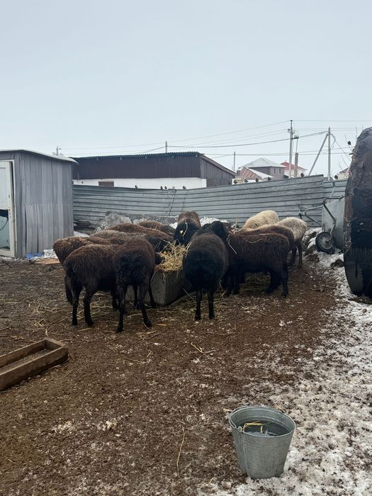 Продается КРС и бараны